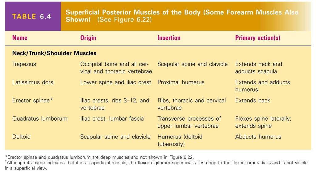 Superficial Posterior Muscles