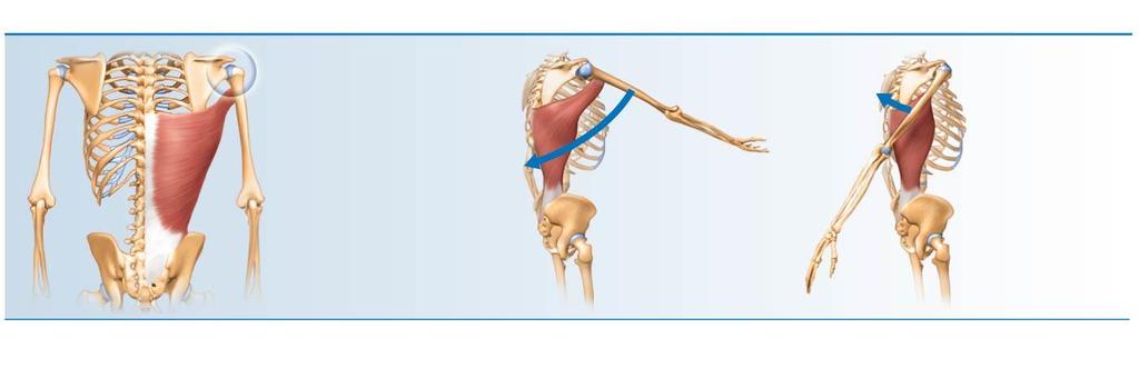 Figure 6.14b Muscle action.