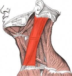 Naming muscles Location of Origin and insertion Example = sternocleidomastoid