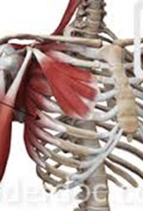 Paralysis of Serratus Anterior Functions of Serratus Anterior Keeps medial border of scapula in contact with chest wall. Important role in abduction of arm and elevation of arm above horizontal.