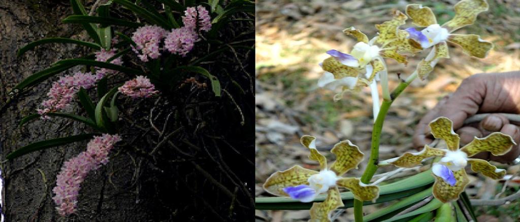 4 5 Plate - 1. Eulophia herbacea Lindl.; 2. Dendrobium herbaceum Lindl.; 3. Nervilia aragoana Gaud.; 4. Rhynchostylis retusa (L.) Blume; 5. Vanda tessellata (Roxb.) Hook. ex G. Do 4.