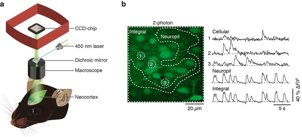 Supplementary Figure 1 Large-scale calcium imaging in vivo. (a) Schematic illustration of the in vivo camera imaging set-up for large-scale calcium imaging.