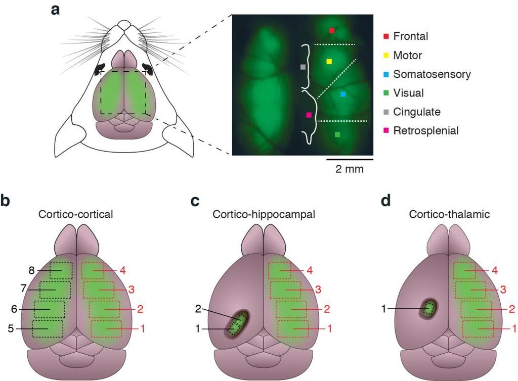Supplementary Figure 2 Correlations across brain regions. (a) Schematic representation of the cortical area that was stained with fluorescent calcium indicator OGB-1 AM (left panel).