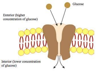 Question: The picture shows glucose molecules moving across a cell membrane. a. Describe the process by which glucose molecules pass through the cell membrane.