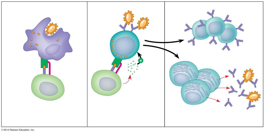 Third Line of Defense is Specific Activation of a B cell by a T-helper cell results in the B cell dividing into two subtypes of B cells called MEMORY B CELLS and PLASMA CELLS.