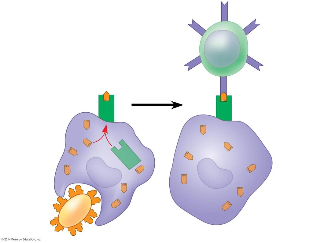 Displayed antigen fragment T cell MHC molecule T