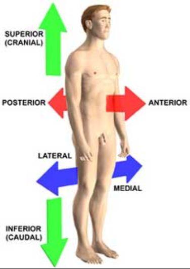 Anatomical Terminology Anatomical Position = standing erect, face forward, arms at side, palms facing forward *Study and learn the