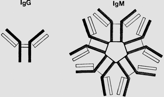 Cryoglobulinemic Vasculitis (small/medium) Type Composition Association Pathophys Manifestations I II III Monoclonal IgM or IgG Monoclonal IgM against Polyclonal IgG Polyclonal IgM against Polyclonal