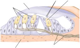Cochlear duct - contains Organ of Corti 1. Tectorial membrane (top) 2.