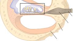 Hair cells Deiter s cells Outer hair cells Tectorial membrane (rigid)