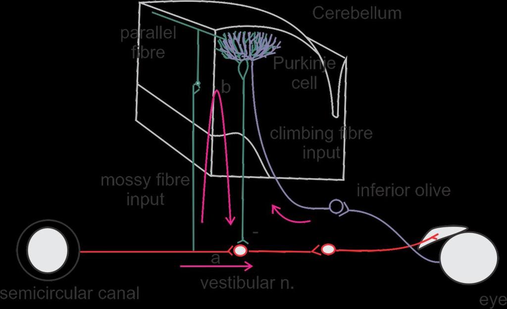 What adjusts the VOR? The VOR is the combination of two pathways a) the direct pathway through the vestibular n to the eye muscles. b) the indirect pathway through the cerebellum.