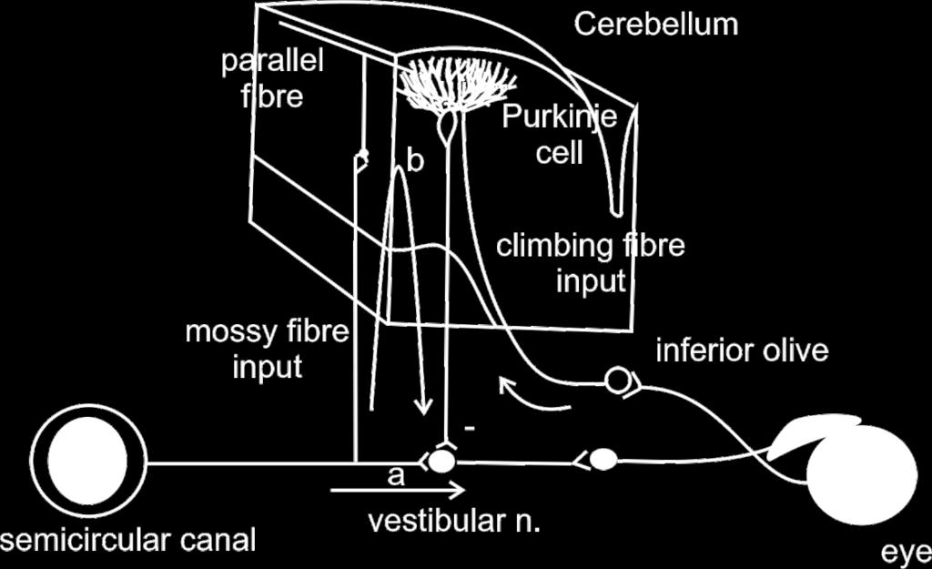 The cerebellum's task is to keep this difference at the optimal value (usually 1) in spite of all the damage that may occur to the various parts of the VOR. What teaches the cerebellum?