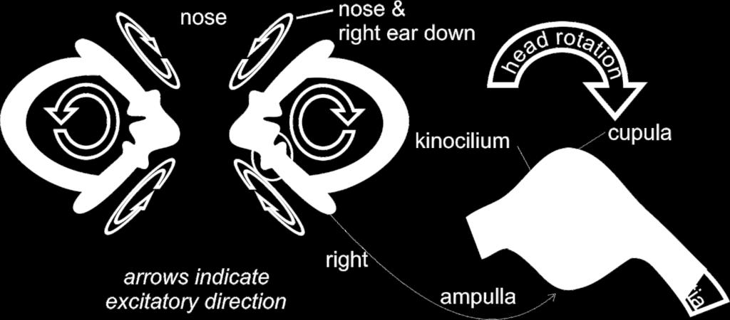 What is the functional anatomy of the semicircular canals? There are three canals in each side.