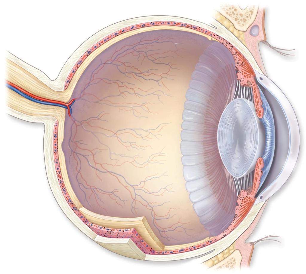 15.4 Sense of Vision Anatomy of the eye Copyright The McGraw-Hill Companies, Inc. Permission required for reproduction or display.