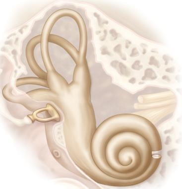 15.5 Sense of Hearing The inner ear: Hearing Copyright