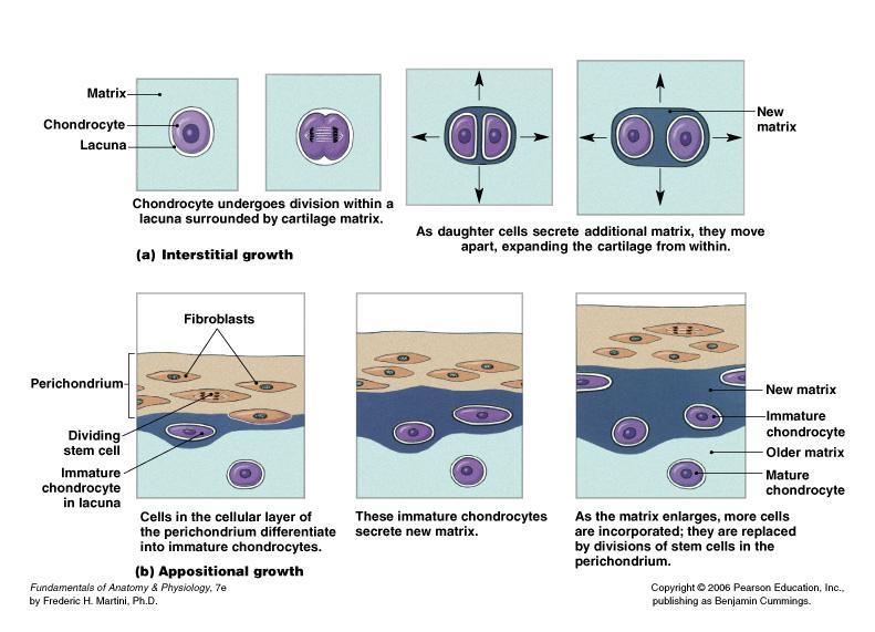 Supporting Connective Tissue Cartilage: Growth and