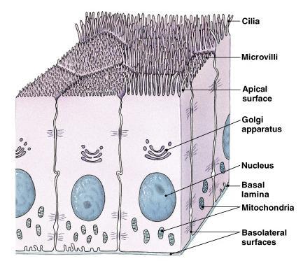 General Features Cellularity: closely packed cells with little extracellular material Polarity: have apical and basal surfaces Attachment: basal surface attached to basal lamina (basement membrane)