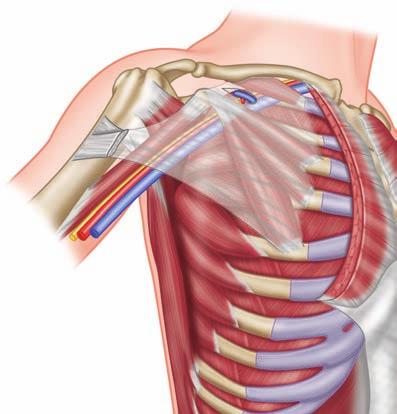 The Basics of Functional Anatomy 19 Fascia There are three main divisions of fascia in the body.