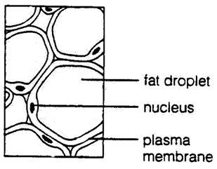 each cell is filled almost entirely by a central fat droplet which
