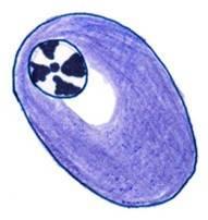 L/M: 4- Plasma Cells Basophilic cytoplasm with a