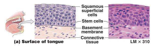 4. Stratified Squamous Description: many layers of flat cells (look at the shape of the cells at the