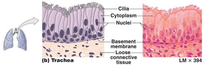 5. Pseudostratified ciliated columnar Description: single layer of columnar cells but the position of the nuclei make it appear