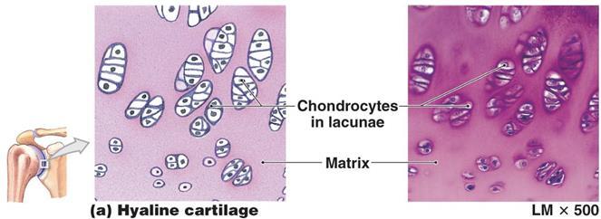 1. Hyaline Cartilage Most common Rubbery matrix