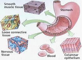 Tissue= collection of cells and cell products that perform specific, limited functions Histology = study of tissues 4 types