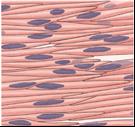 3. Smooth muscle Involuntary Non striated short Walls of hollow, contracting