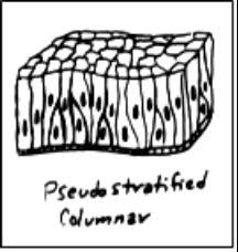 (pseudo = false) -Can have goblet (form mucus) cells and cilia -Pseudostratified
