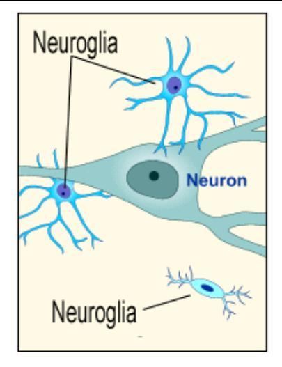 Consists of two types of cells: Neurons and Neuroglia Nerve Tissue Neurons= nerve cells -sensitive to various stimuli, convert stimuli into impulses, then send impulses to other neurons, muscle