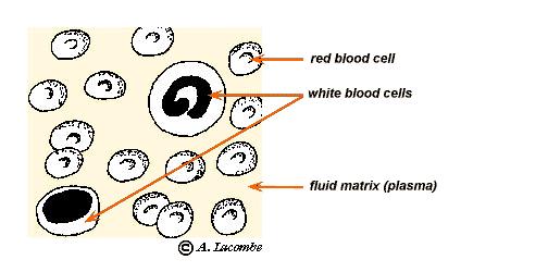 Class 4: Blood Has 3 functions Transportation- to delivers