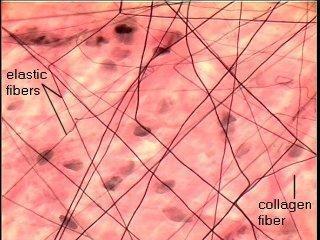 Main types of Fibers Collagenous fibers - strong and flexible bones,