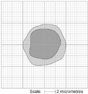 The figure below shows a scale drawing of one type of cell in blood. (a) Use the scale to determine the width of the cell. Give your answer to the nearest micrometre.