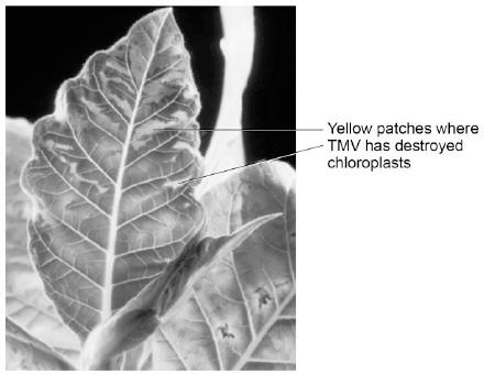 (e) Tobacco mosaic virus (TMV) affects many species of plant. Figure 3 shows a leaf infected with TMV.