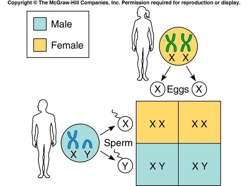 GENDER 2005-2008 James Bier Objectives 1. State the method of determining gender in several genetic systems. 2. List the three regions of the Y chromosome. 3.