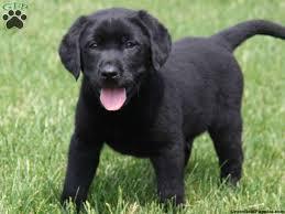Example: In dogs, black