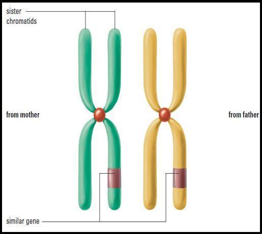 Let s review the structure of a chromosome.