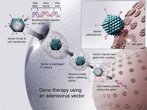 Gene Therapy May soon allow scientists to correct certain recessive genetic disorders by replacing defective genes with copies of a healthy one.
