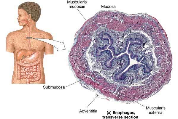 Food enters the esophagus from the pharynx The esophagus is a muscular tube behind the trachea Food is moved by