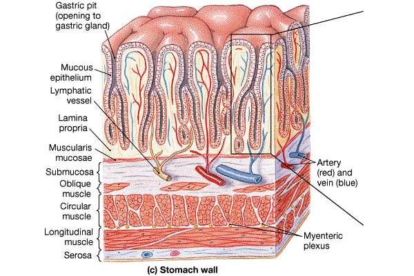 Mucosa is simple columnar epithelium with goblet cells Mucosa is folded to