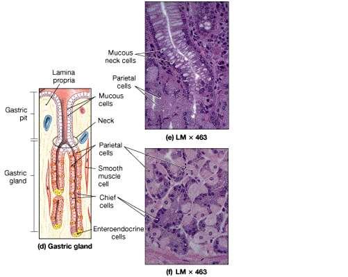 Gastric Glands Several kinds of cells produce substances that form gastric juice Mucous cells- protects stomach from acid