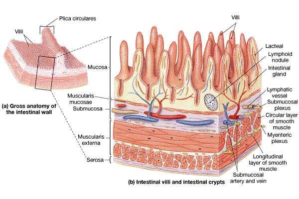 Histology of the Small Intestine The lining is folded into circular pleats The mucosal surface is folded into