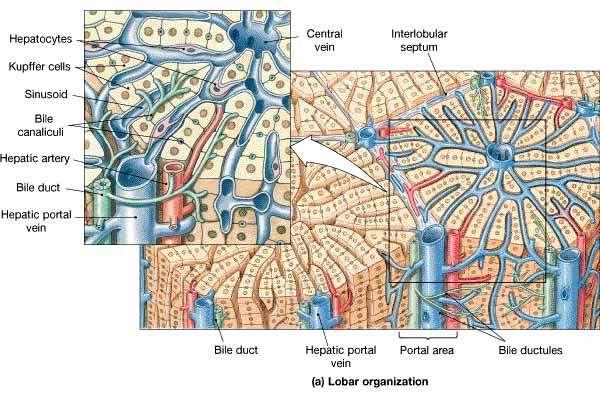 Outside is a capsule Composed of tiny lobules Each lobule is surrounded by liver cells and sinusoids capillaries