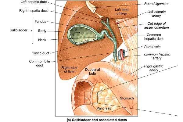 The Gallbladder Location underside of right lobe of liver Function concentrate and store bile Collected from liver