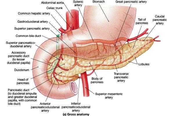 Location in the curvature of the duodenum Connected to the duodenum by the pancreatic duct Produces pancreatic