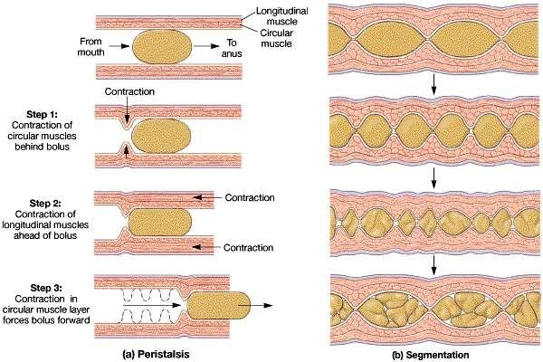 Movement and Mixing of Digestive Materials Peristalsis Coordinated motion of two muscular layers Circular muscles contract, then