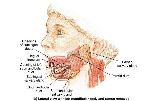 Found outside mouth Ducts carry saliva to mouth 3 pairs Parotid glands Submandibular glands Sublingual glands Saliva