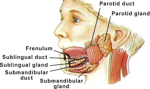 THREE PAIRS OF SALIVARY GLANDS Parotid lateral side of face, anterior to ear Submandibular medial surface of mandible Sublingual in floor of mouth Salivary