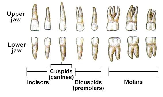 TYPES AND NUMBERS OF TEETH Dental succession Deciduous